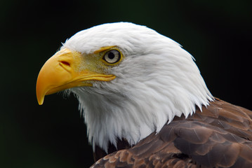 American Bald Eagle