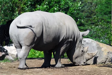 Foto op Plexiglas White rhinoceros © nialat