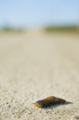 Slug slithering free in a country road.