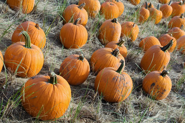 Pile of pumpkins - farmers market