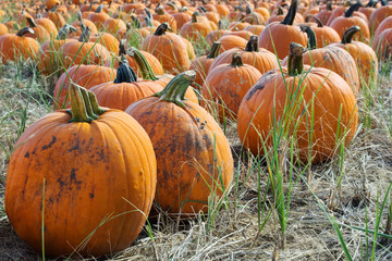 Pile of pumpkins - farmers market