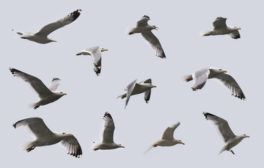 Composite image of some views of a herring gulls in flight