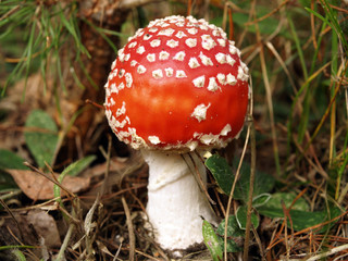 Toadstool