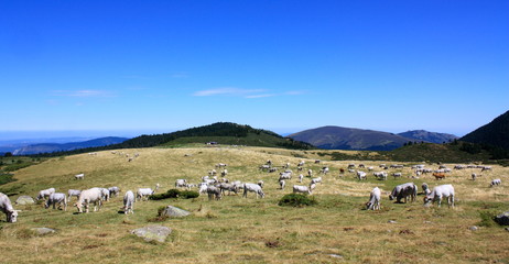 Fototapeta na wymiar Krowy Gasconne, Aude Pireneje