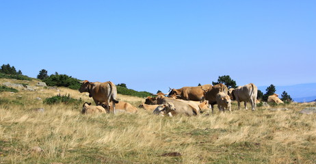 Troupeau de vaches,Pyrénées orientales