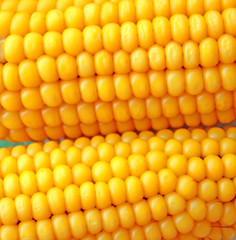 Close up of the corn cob. Background