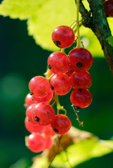 Red currants on the bush