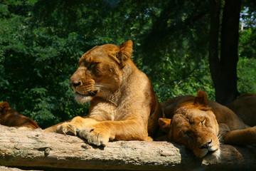 sleepy lions enjoy the sunshine and relaxes