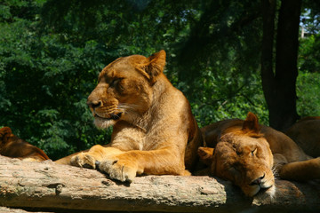 Obraz premium sleepy lions enjoy the sunshine and relaxes