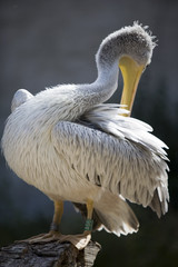 The bird on rest after day full of food