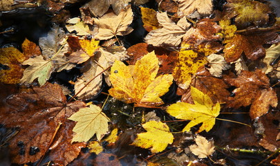 autumn leaves