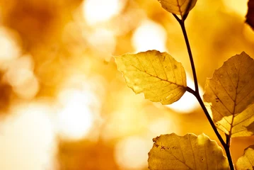 Crédence de cuisine en verre imprimé Automne yellow and brown foliage with vibrant colors in autumn