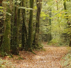 Un chemin dans la forêt