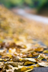 Colorful autumn leaves as nice background