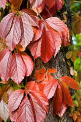 Nice red ivy on a tree in Autumn