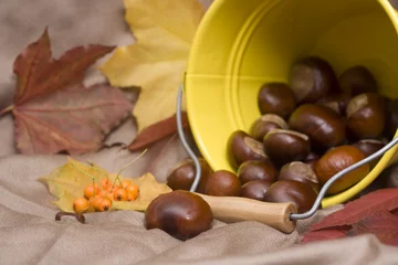 Foto op Plexiglas chestnuts spilling out from a yellow bucket © anna karwowska