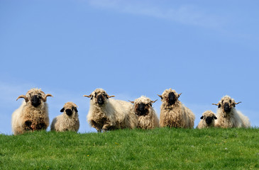 Rasta sheep audience