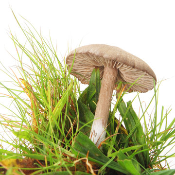 Toadstool in grass against a white background