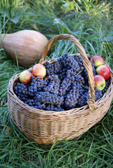 Basket with organic grapes and apples