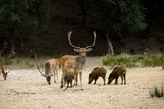 wild life