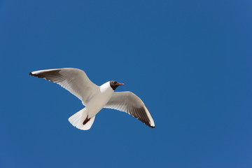 Sea-gull