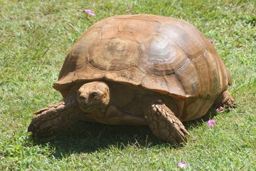 Giant Tortoise