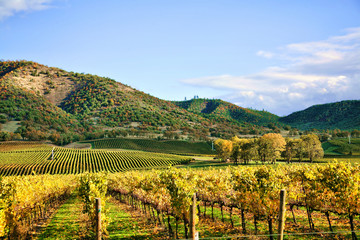 Autumn Vineyard - Rows of Grapevines in Fall
