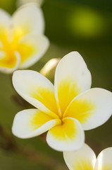 Obraz na płótnie Canvas Yellow Plumeria Flowers on the tree in Kauai, Hawaii
