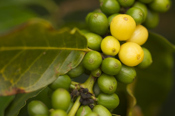 Coffee Beans on the Branch in Kauai, Hawaii