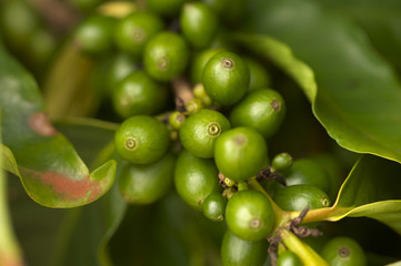 Coffee Beans on the Branch in Kauai, Hawaii