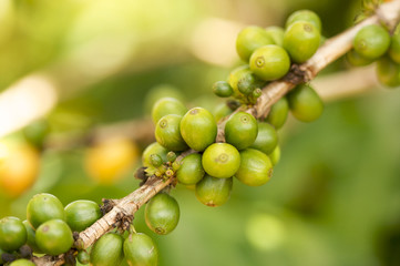 Coffee Beans on the Branch in Kauai, Hawaii