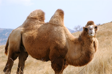 animal camel. summer nature close-up