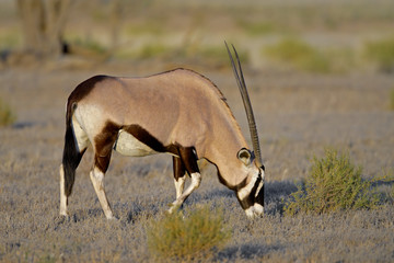 Gemsbok antelope (Oryx gazella), Kalahari desert, South Africa