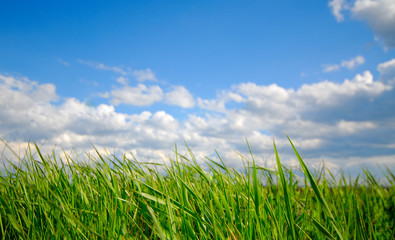 Green grass on  background of  sky, spring