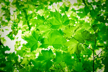 Fototapeta na wymiar feuilles vertes de printemps