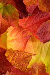 Naklejka na ściany i meble Autumn leafs background texture