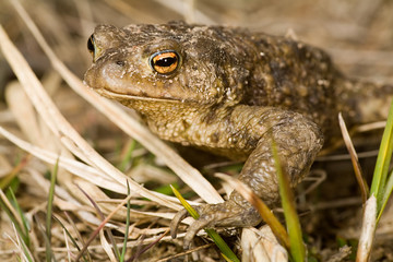 wet brown frog portrait