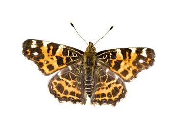 Obraz premium map butterfly on white