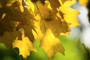 Autumn leafs background texture