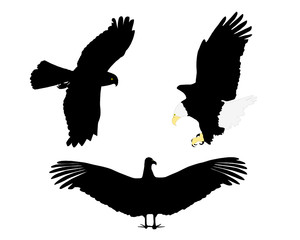 Greifvögel