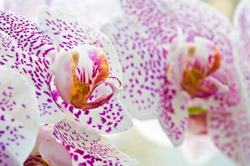 Obraz na płótnie Canvas flower series: flower of orchid over whitebackground