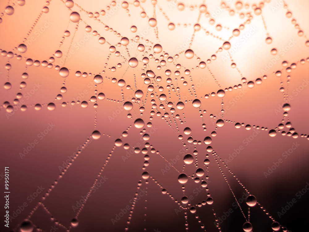 Wall mural close up of a spider web with dew drops