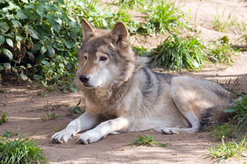 Naklejka na ściany i meble Wolf living in territory of a zoo