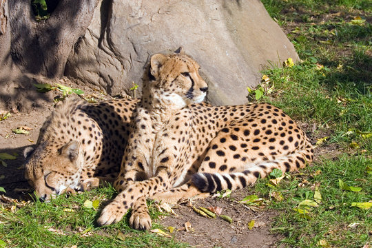 Wild cat a cheetah taking place in a zoo