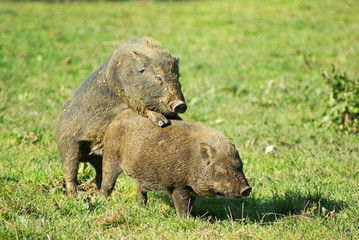 Paarung Wildschweine