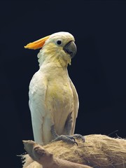 A sulphur-crested cockatoo resting on a rope