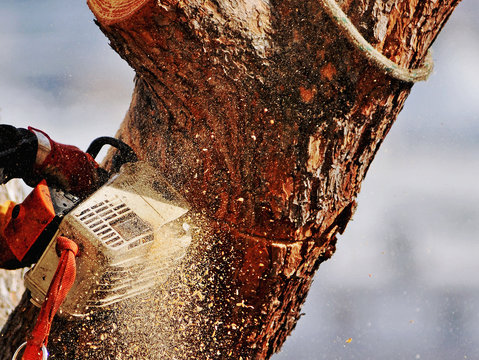 cross cutter tree