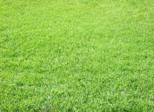 green grass great as a background