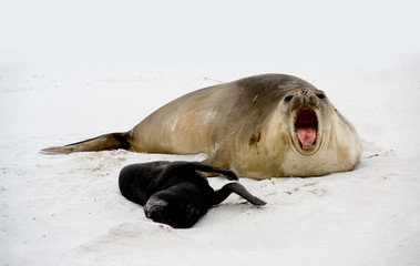 Obraz premium Female Elephant Seal roars