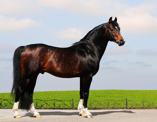 chestnut trakehner stallion - horse form